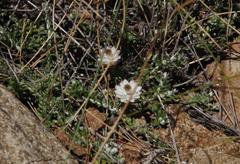 Helichrysum stoloniferum