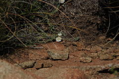 Helichrysum stoloniferum