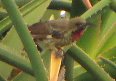 Chalcomitra senegalensis gutturalis