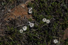 Helichrysum stoloniferum