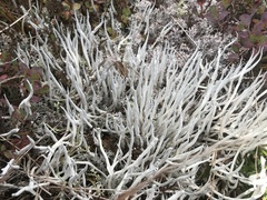 Thamnolia vermicularis