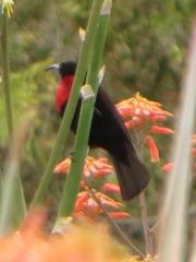 Chalcomitra senegalensis gutturalis