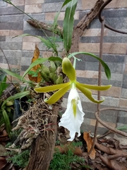 Prosthechea mariae