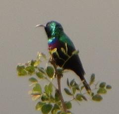 Cinnyris bifasciatus microrhynchus