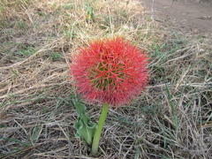 Scadoxus multiflorus multiflorus