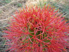 Scadoxus multiflorus multiflorus