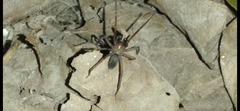 Metaltella