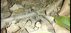 Metaltella
