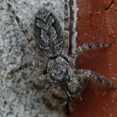 Platycryptus undatus