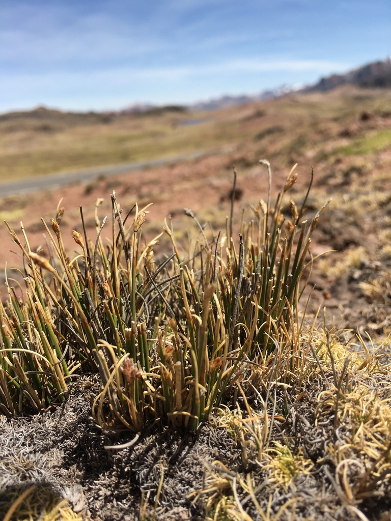 Trichophorum rigidum