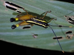 Meltripata picta
