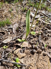 Caladenia stricta