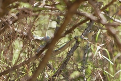 Dendroaspis polylepis