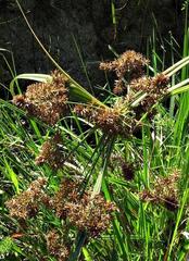 Cyperus congestus