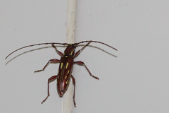 Ambonus distinctus