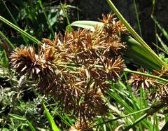 Cyperus congestus