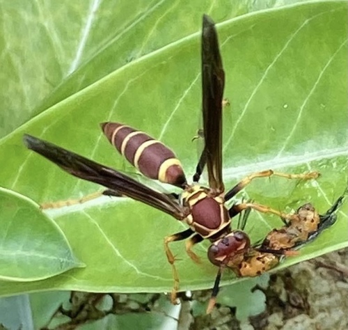 Unstable Paper Wasp
