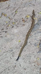 Crotalus totonacus