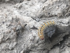 Paracles deserticola