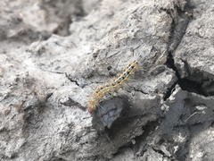 Paracles deserticola