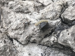 Paracles deserticola