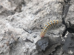 Paracles deserticola