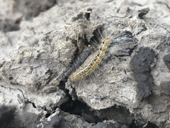 Paracles deserticola