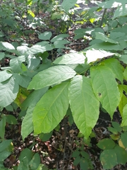 Fraxinus pennsylvanica