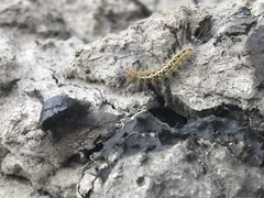 Paracles deserticola