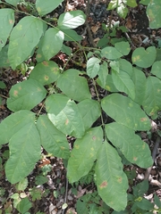 Fraxinus pennsylvanica