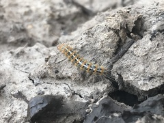 Paracles deserticola