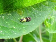 Rectiostoma xanthobasis