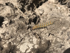 Paracles deserticola