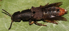 Platydracus mysticus