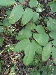 Fraxinus pennsylvanica