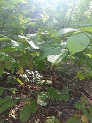 Fraxinus pennsylvanica