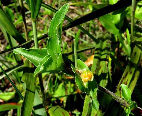 Commelina africana subsp. africana image