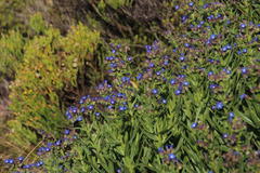Anchusa capensis