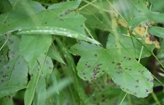 Phyllocnistis liquidambarisella