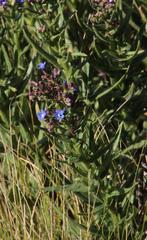 Anchusa capensis