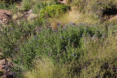 Anchusa capensis