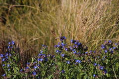 Anchusa capensis
