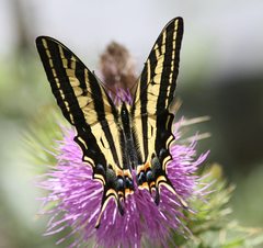 Papilio pilumnus
