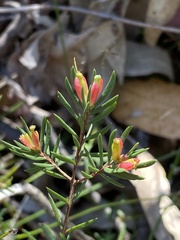 Darwinia biflora
