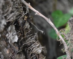 Platydracus maculosus