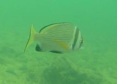 Acanthopagrus catenula