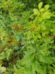 Asphondylia rosulata