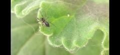 Linyphiidae