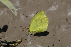 Pyrisitia dina