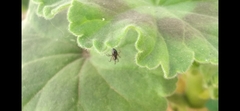 Linyphiidae